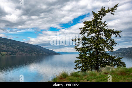 A crooked Ponderosa Pine tree sits on the edge of Okanagan Lake along the hiking trail in Knox Mountain Park, Kelowna, British Columbia. Stock Photo