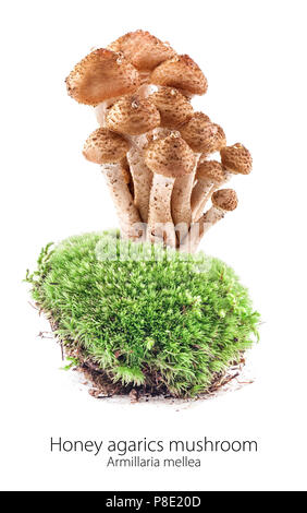 Mushrooms honey agarics (Armillaria mellea) on moss in a forest scene, isolated on white background Stock Photo