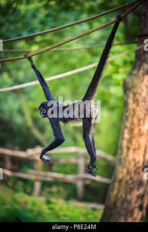 Geoffroy's Spider Monkey hangin on a rope Stock Photo