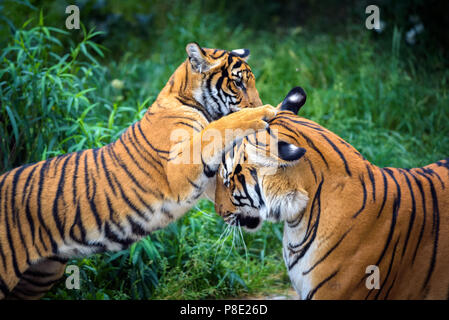 Two young malayan tigers fighting Stock Photo