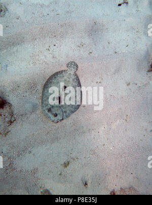 Leopard flounder (Bothus pantherinus) that is not very well camouflaged on sandy bottom, Saxon Reef, Great Barrier Reef, Queensland, Australia Stock Photo