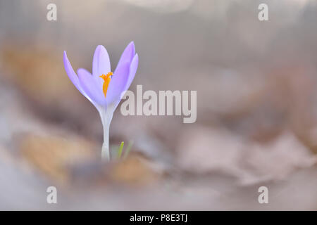 Spring crocus (Crocus vernus) growing between old leaves, municipal park Leipzig, Saxony, Germany Stock Photo