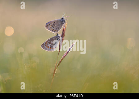 Common blue butterflys (Polyommatus icarus) on a plant, Thuringia, Germany