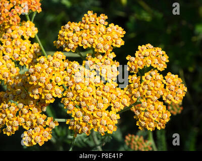 Yellow-orange flowers of the summer blooming hardy perennial yarrow, Achillea millefolium 'Terracotta' Stock Photo