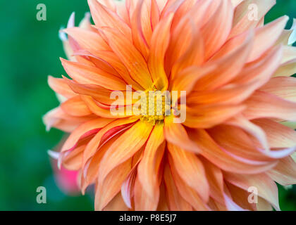 Close up of a pale orange dahlia blossom. Stock Photo