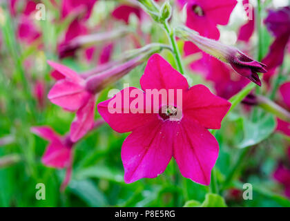 Flowering nicotiana in the summer garden. Stock Photo