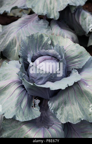 Brassica oleracea . Cabbage ‘Red jewel’. Cabbages growing on a vegetable display at RHS Hampton court flower show 2018. London Stock Photo