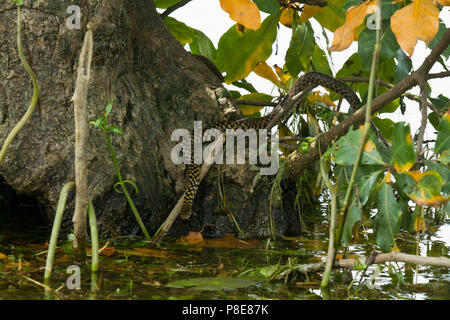 Snake on the tree at Ratargul swamp forest. It is a fresh water swamp forest situated in Sylhet by the river of Goain. This evergreen forest is gettin Stock Photo