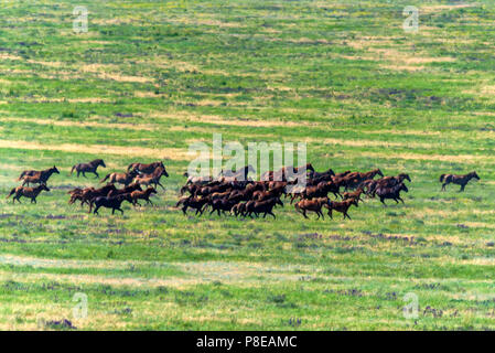 Wild horses gallopping on summer meadow Stock Photo