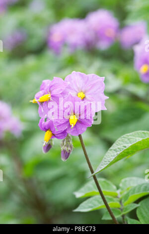 Solanum tuberosum. Potato 'Sarpo Blue Danube' flowers. Stock Photo