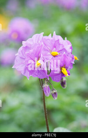 Solanum tuberosum. Potato 'Sarpo Blue Danube' flowers. Stock Photo