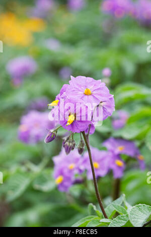 Solanum tuberosum. Potato 'Sarpo Blue Danube' flowers. Stock Photo