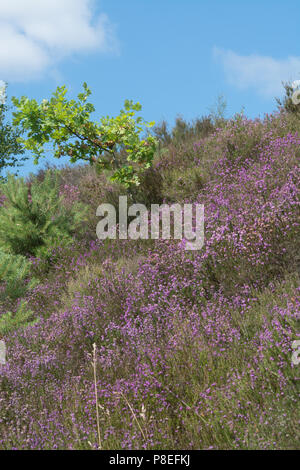 Purple bell heather during summer in Surrey, UK Stock Photo