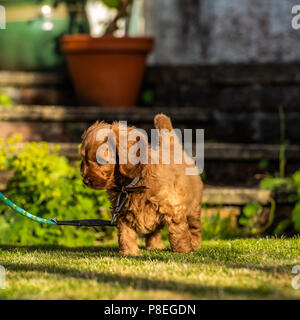 A young red Cockapoo puppy being playful in its owners garden in its owners garden Stock Photo
