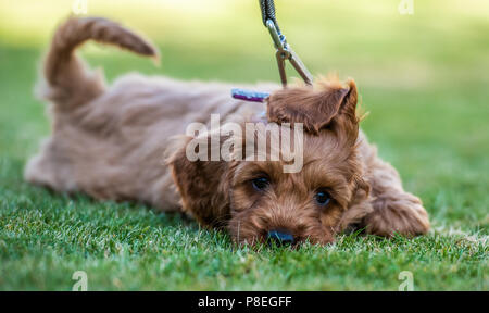 A young red Cockapoo puppy being sleepy in its owners garden Stock Photo
