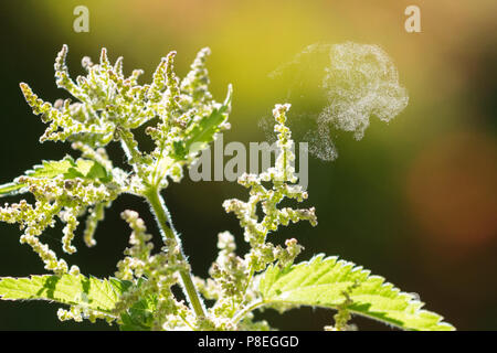 wind pollination - pollen dispersal by catapult - Stinging Nettle (urtica dioica) flinging pollen on a dry day Stock Photo