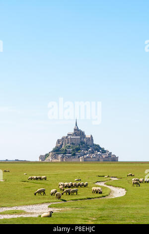 A flock of sheep grazing on the salt meadows close to the Mont Saint-Michel tidal island under a summer blue sky. Stock Photo