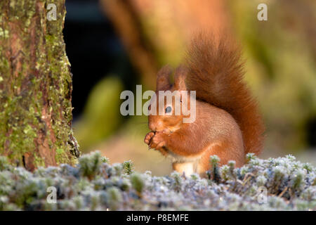 Red squirrel near Lockerbie. Scotland. Winter morning . Stock Photo