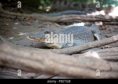 West African Crocodile (Crocodylus suchus) at the Kachikally Crocodile Pool in Bakau Newtown, The Gambia, West Africa. Stock Photo