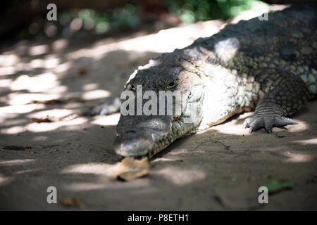 West African Crocodile (Crocodylus suchus) at the Kachikally Crocodile Pool in Bakau Newtown, The Gambia, West Africa. Stock Photo