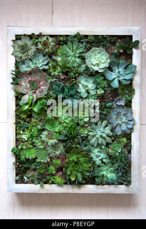 Vertical wall garden concept: various succulents in wooden framed living picture Stock Photo