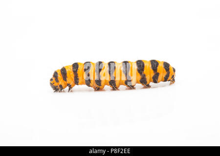 A single cinnabar moth caterpillar, Tyria jacobaeae, photographed in a studio on a white background. North Dorset England UK GB Stock Photo