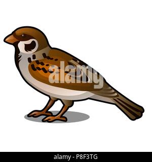 Brown Sparrow isolated on a white background. Vector cartoon close-up illustration. Stock Vector