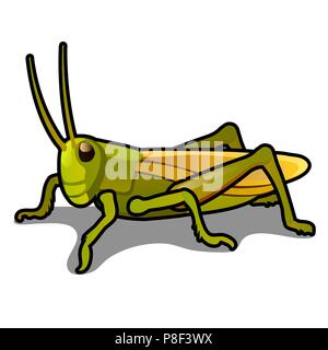 Green grasshopper isolated on a white background. Locusts. Pests of agriculture. Vector cartoon close-up illustration. Stock Vector