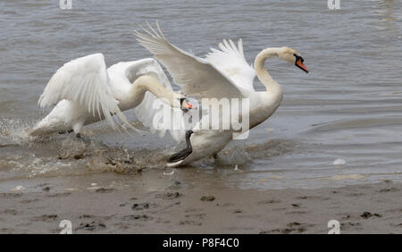 Mute Swans (cygnus olor) fighting by the side of a river, UK Stock Photo