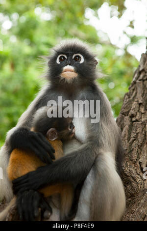 Stock photo of Dusky leaf monkey (Trachypithecus obscurus) baby on a branch  . Khao Sam…. Available for sale on