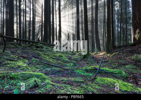 a green mossy trail leads into the forest illuminated by rays of sunlight Stock Photo