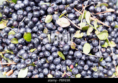 Fresh blueberry background. Texture blueberry berries close up Stock Photo
