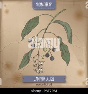 Cinnamomum camphora aka camphorwood or camphor laurel branch color sketch on vintage background. Stock Vector