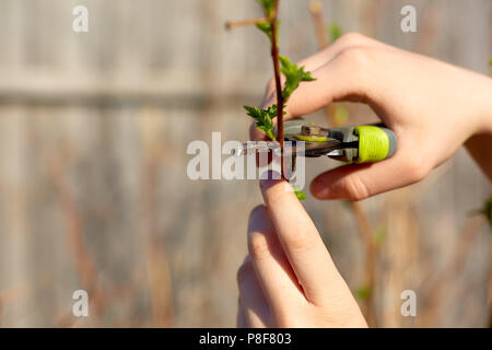 Pruning fruit trees with garden secateurs in spring garden Stock Photo