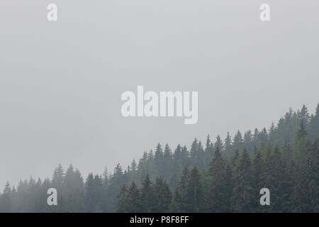 Beautiful coniferous forest surrounded by mist. Firs, larches. Low clouds on steep hillside. Copy space for text. Styria mountains, Austria Stock Photo