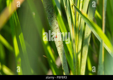 Ladybug sitting on blade of grass Stock Photo