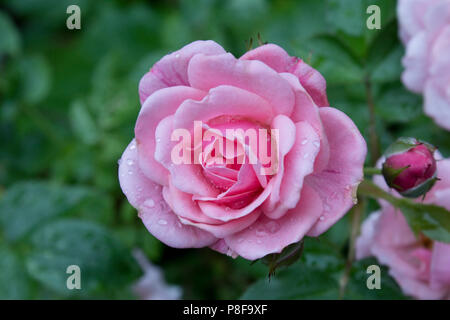 Pretty Polly Pink Patio Rose Stock Photo
