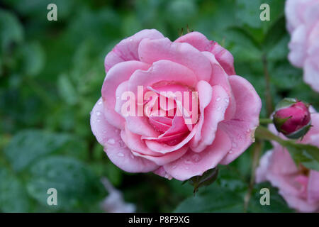 Pretty Polly Pink Patio Rose Stock Photo