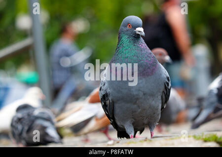 Rock pigeon (columba livia) in frontal view sitting on the ground in front of blurry pigeons and people Stock Photo