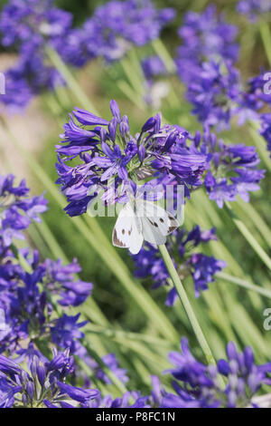 Pieris brassicae. Female Large cabbage white butterfly feeding on Agapanthus flowers. Stock Photo
