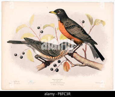 (1.) an adult Robin, full-length, facing left, perched on tree branch, and (2.) a young Robin, full-length, right profile ca 1874 Stock Photo