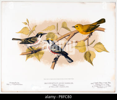 1874 Nature Print -  (1. & 2.) male and female Chestnut-sided Warblers, full-length, with the male facing left and the female facing right, perched on tree branch, and (3.) a Yellow Warbler, full-length, facing left Stock Photo