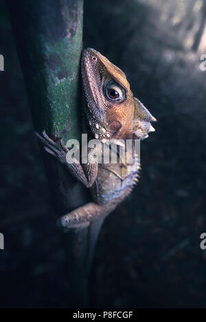 Boyd's Forest Dragon (Hypsilurus boydii) on a tree, Cairns, Queensland, Australia Stock Photo