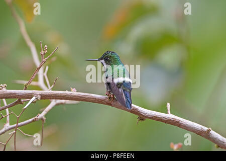 A Female Green Thorntail Hummingbird in the La Paz Wildlife Refuge in Costa Rica Stock Photo