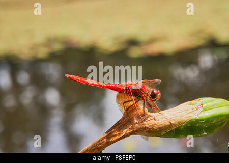 Red Dragon Fly Stock Photo