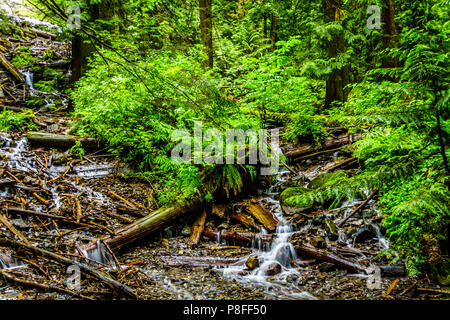 A creek in Bridal Veil Falls Provincial Park between the towns of Chilliwack and Hope in British Columbia, Canada Stock Photo