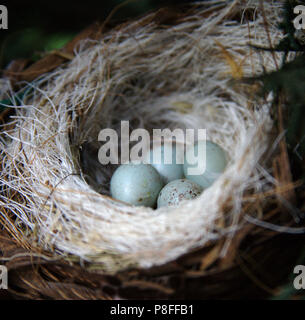 Bird's nest with four blue eggs Stock Photo