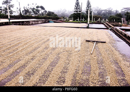 Doka Coffee Plantation, largest in Costa Rica. Beans are spread out to dry. A coffee bean rake lies ready for use. Seen during a daily tour. Near Poas Stock Photo