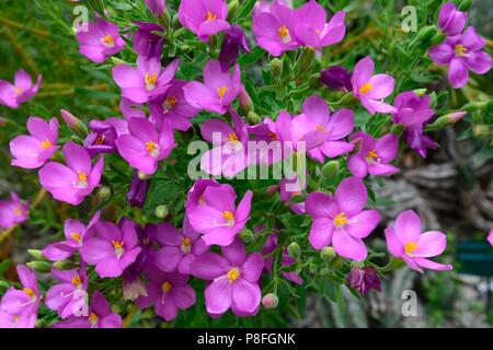 Orphium frutescens  or Sea rose bright pink glossy blooms flowers Stock Photo
