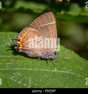 UK wildlife.  Relatively rare, following Dutch elm disease, and elusive tre-top dweller, the white-letter hairstreak butterfly (satyrium w-album) Stock Photo